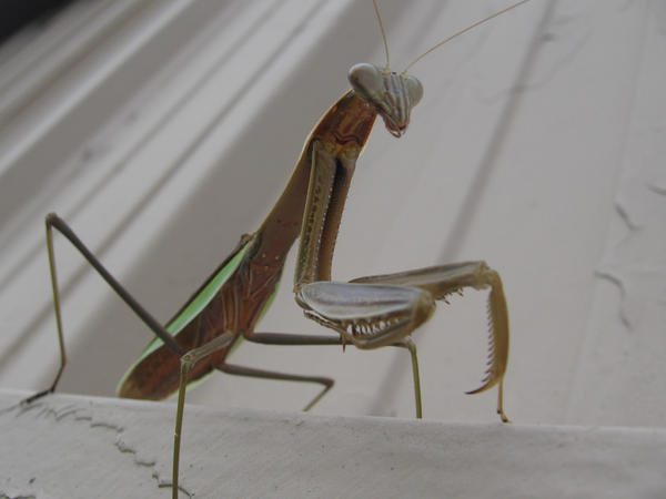 Praying Mantis by Rock0426 on DeviantArt