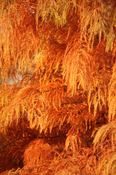 Warmth of Winter