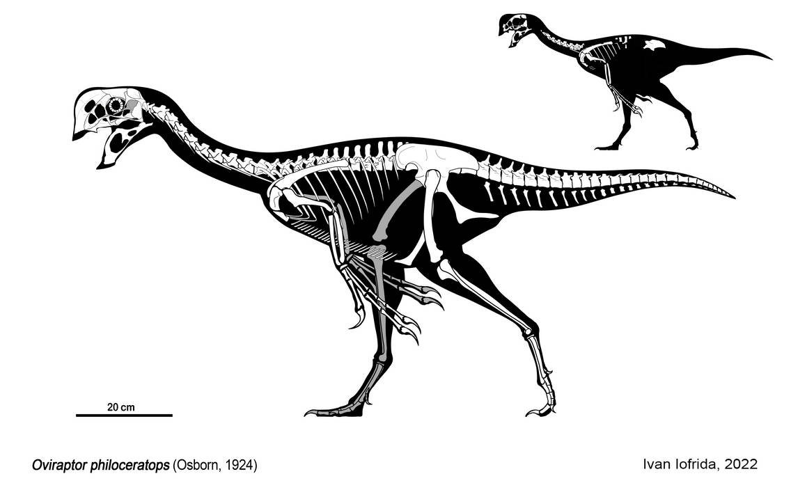 Over Raptor Oviraptor Skeletal by Iofryy on DeviantArt