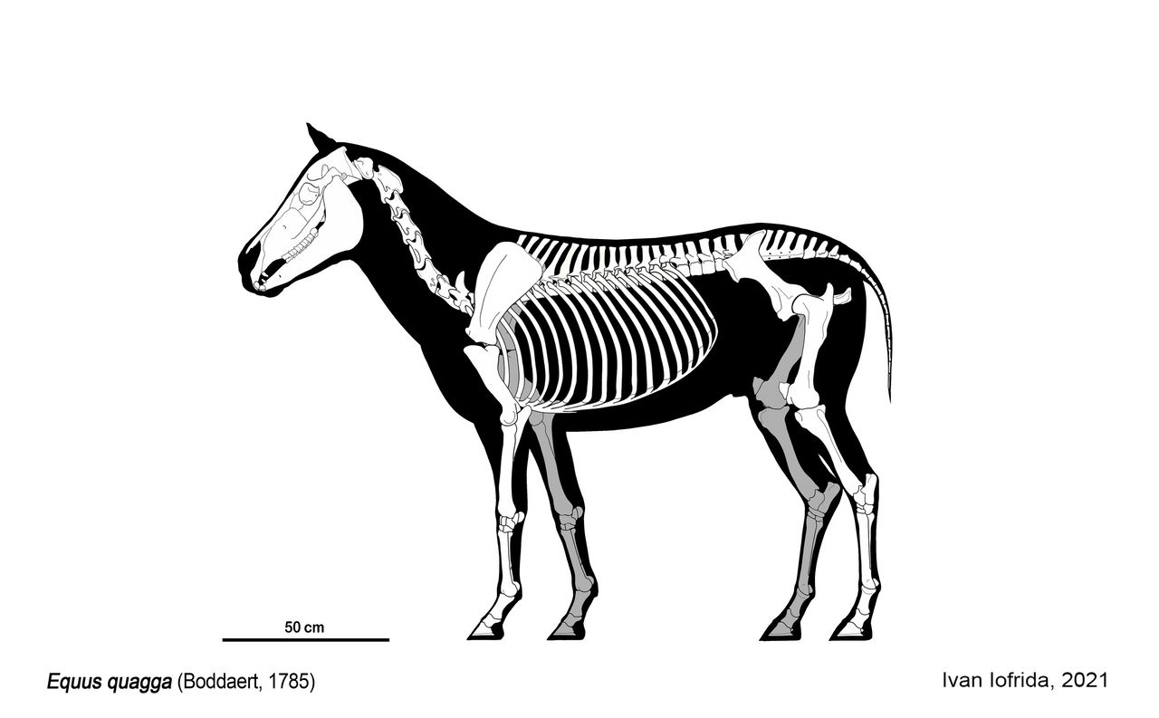 Zebra Skeletal Drawing by Iofryy on DeviantArt