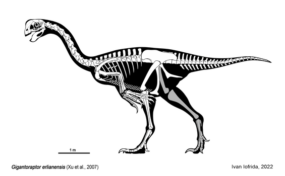 Gigantoraptor skeletal