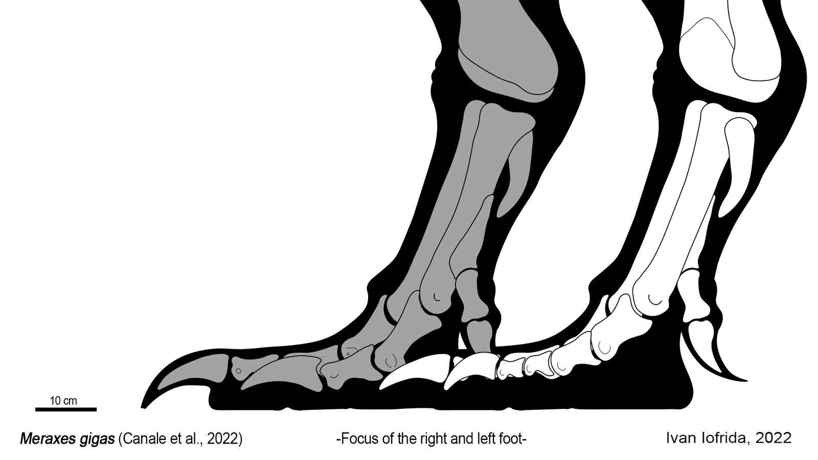 Meraxes gigas - Focus of the left and right foot by Iofryy on DeviantArt
