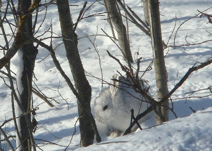 A Visit From The Easter Bunny