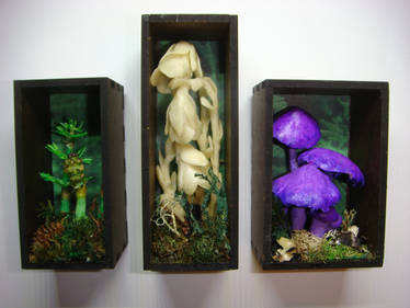 Botanical Shadow Boxes