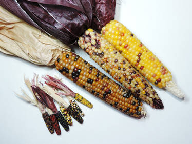 Miniature Corn and Miniature Corn