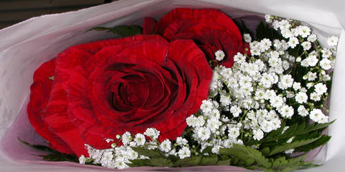 red roses red roses