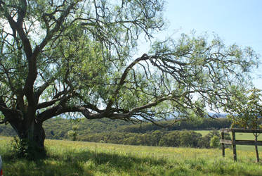 The Big Tree