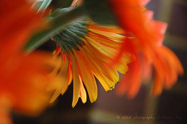 Gerbera Glow