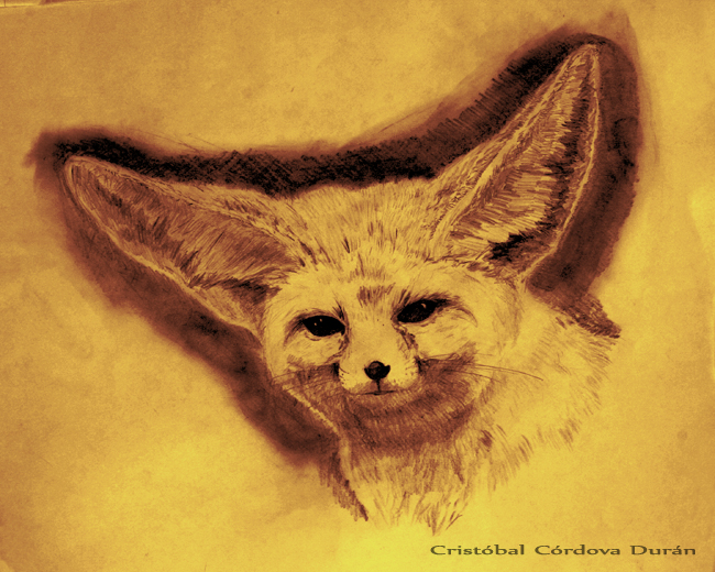 Fennec fox, 'Vulpes Zerda'
