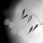 and after all ... by Piarvi-Recherreen