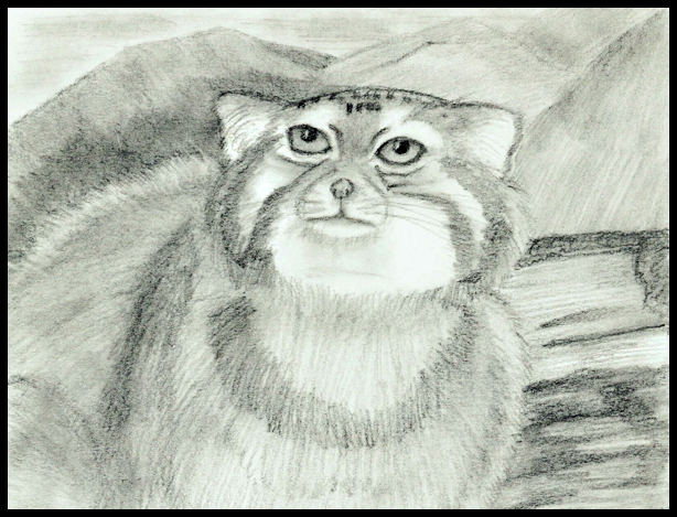 Pallas Cat