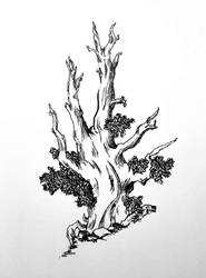 tree sketch