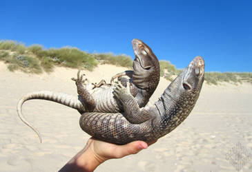 . HouDini 'n' Zatarra . beach .