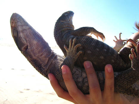 . HouDini 'n' Zatarra . beach . 3