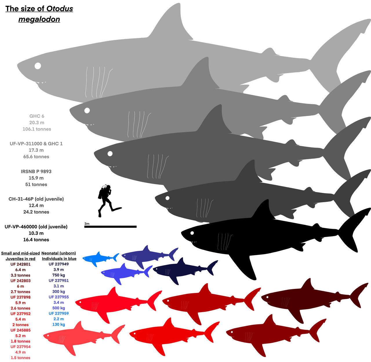 Otodus megalodon was pretty big by ToshaHollmann2 on DeviantArt