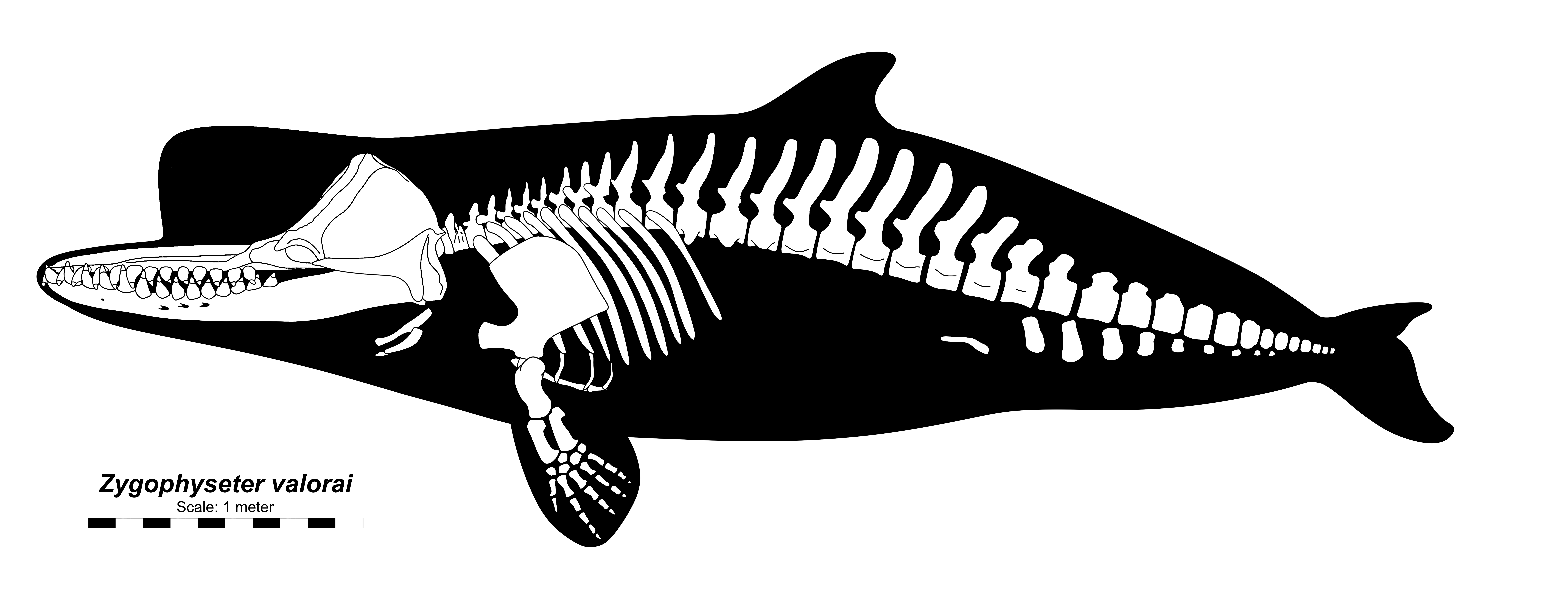 Zygophyseter valorai skeletal by ToshaHollmann2 on DeviantArt