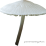 mushroom II