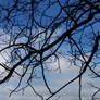 tree branches