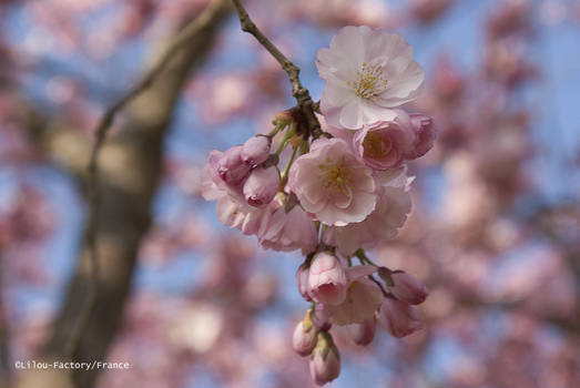 Spring flowers