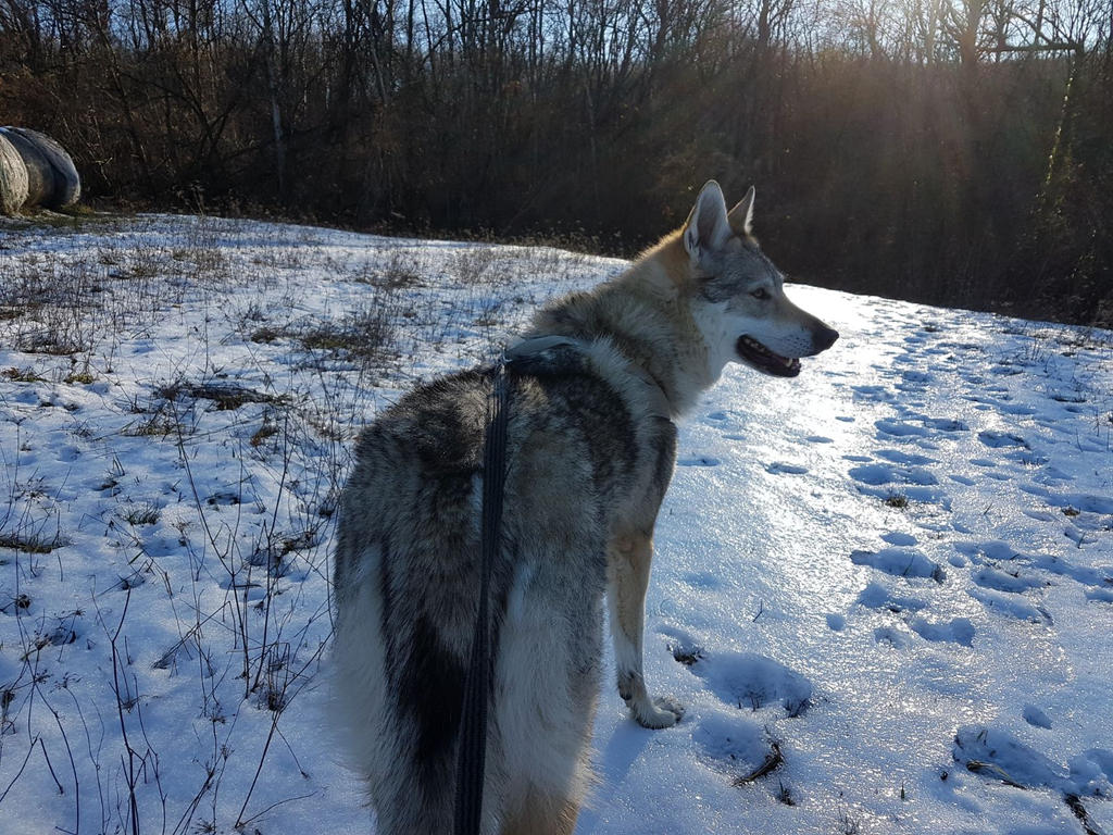 A walk in the snow