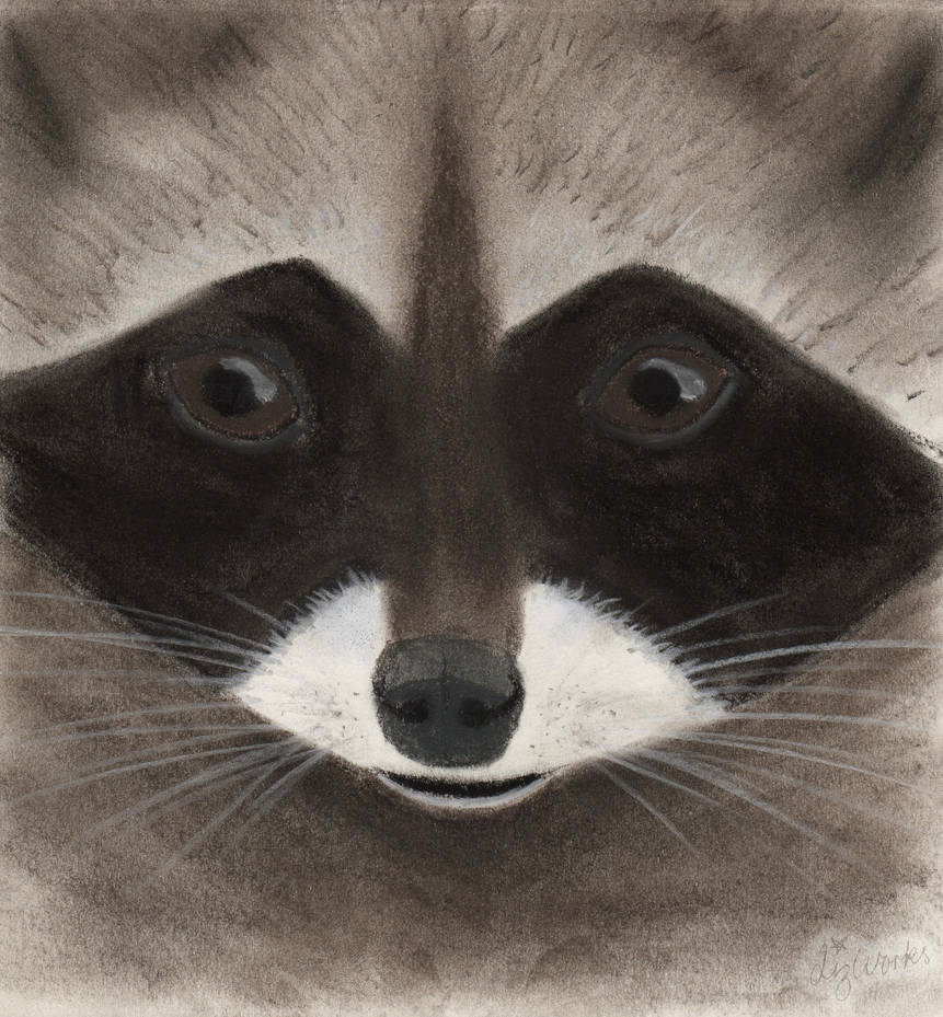 Raccoon by Falling-Dusk on DeviantArt