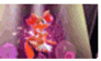 Braixen stamp [F2U]