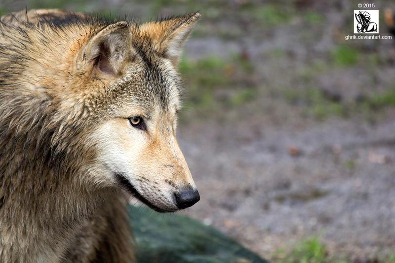 Staring Wolf by Ghrik on DeviantArt
