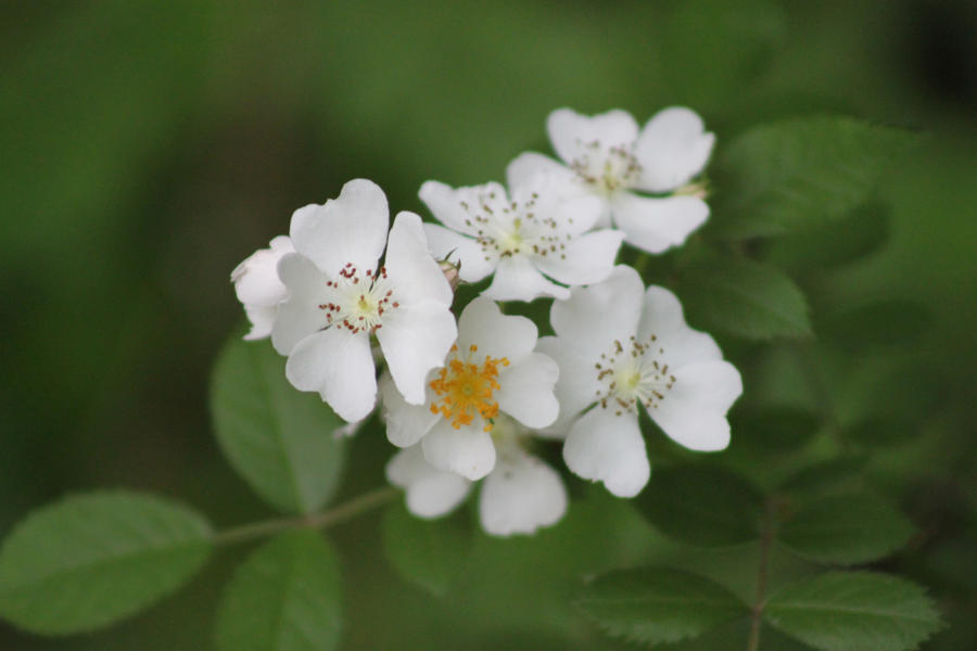 Wild Raspberry by meandmycannon on DeviantArt