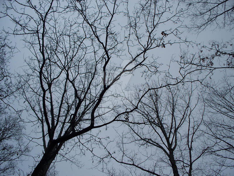 Winter Trees in GA