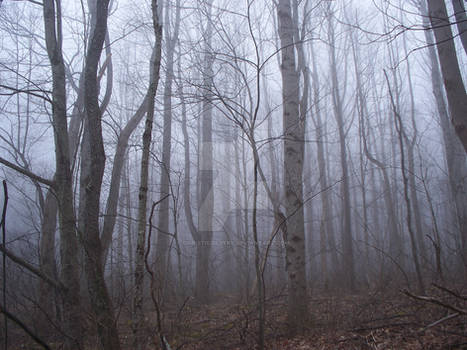 Spooky, Foggy Forest