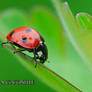 28 - The lady bug