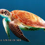 18_The Sea Turtle