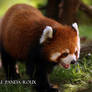 42 - Red Panda