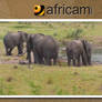 Africam 7