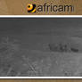 Africam 7