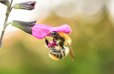 HoneyBee - Macro Shot