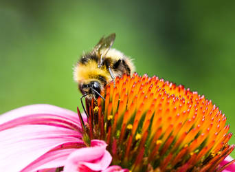 Honeybee - Pollination