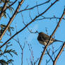 Dark Eyed Junco