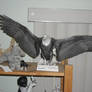 eagle papercraft