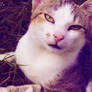 My cute boycat IV ^^