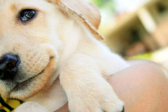 Puppy smiles.