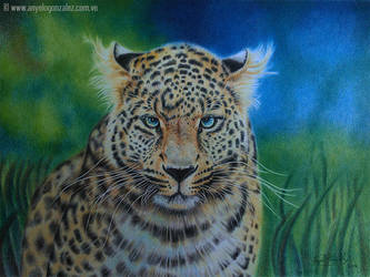 Panthera pardus