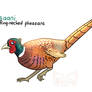 Brrrdcember - Ring-necked pheasant