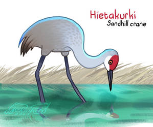 Brrrdcember - Sandhill crane