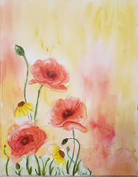 Poppy Watercolor