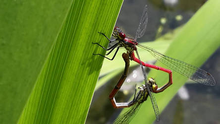 Damsel Fly