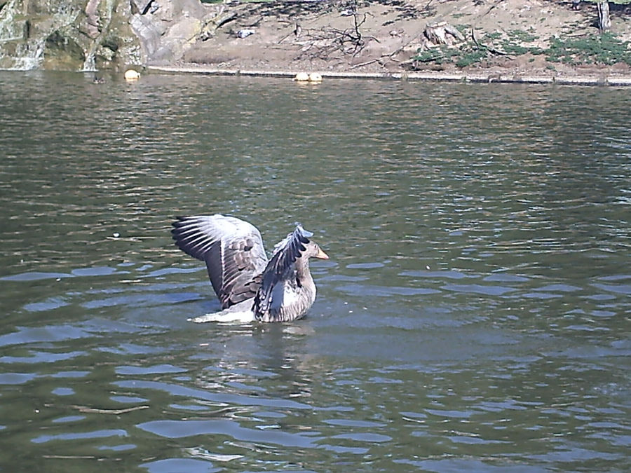 Photos - Goose step 2 by Trueform on DeviantArt