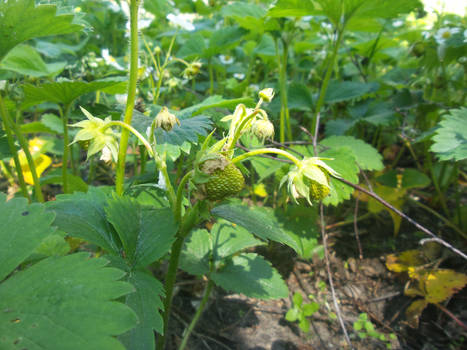 still green strawberry