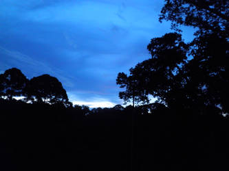 Rainforest at Sunset