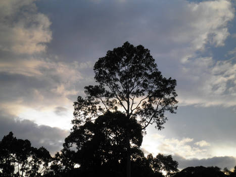 Tree at Sunset